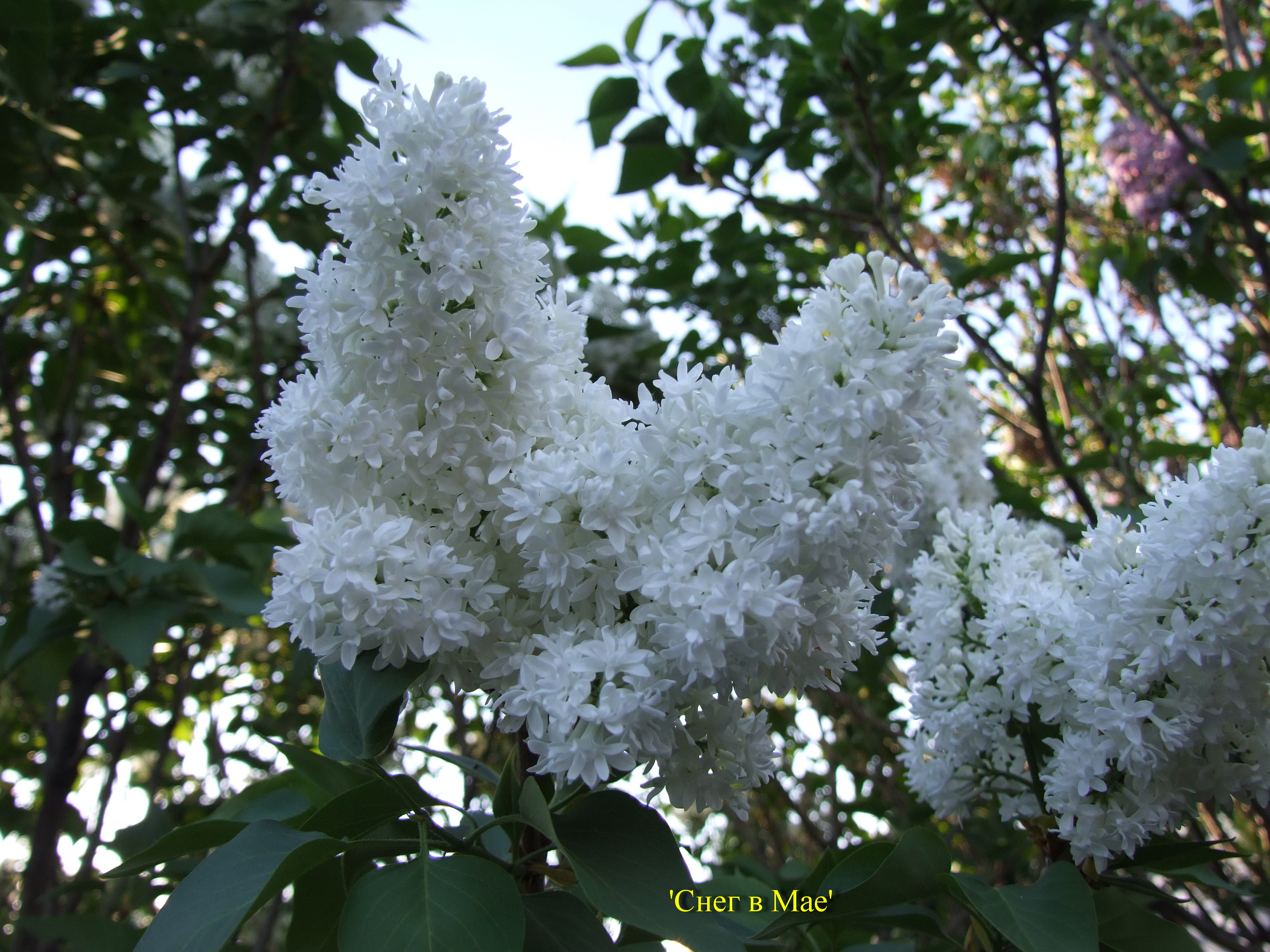 Сирень обыкновенная Снег В Мае